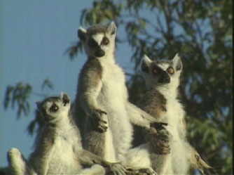 The Marvels of Madagascar - Grainger TV