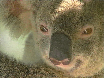Yindi - The Last Koala - Grainger TV