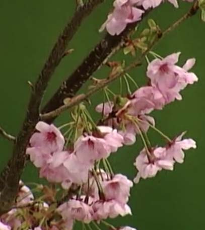 The Cherry Blossom Trail - Grainger TV