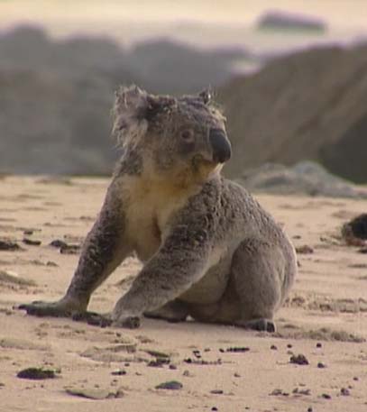 Yindi The Last Koala - Grainger TV