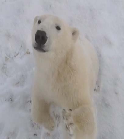Living with Polar Bears - Grainger TV