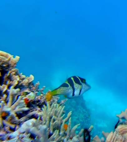 Travel Oz Barrier Reef Special - Grainger TV